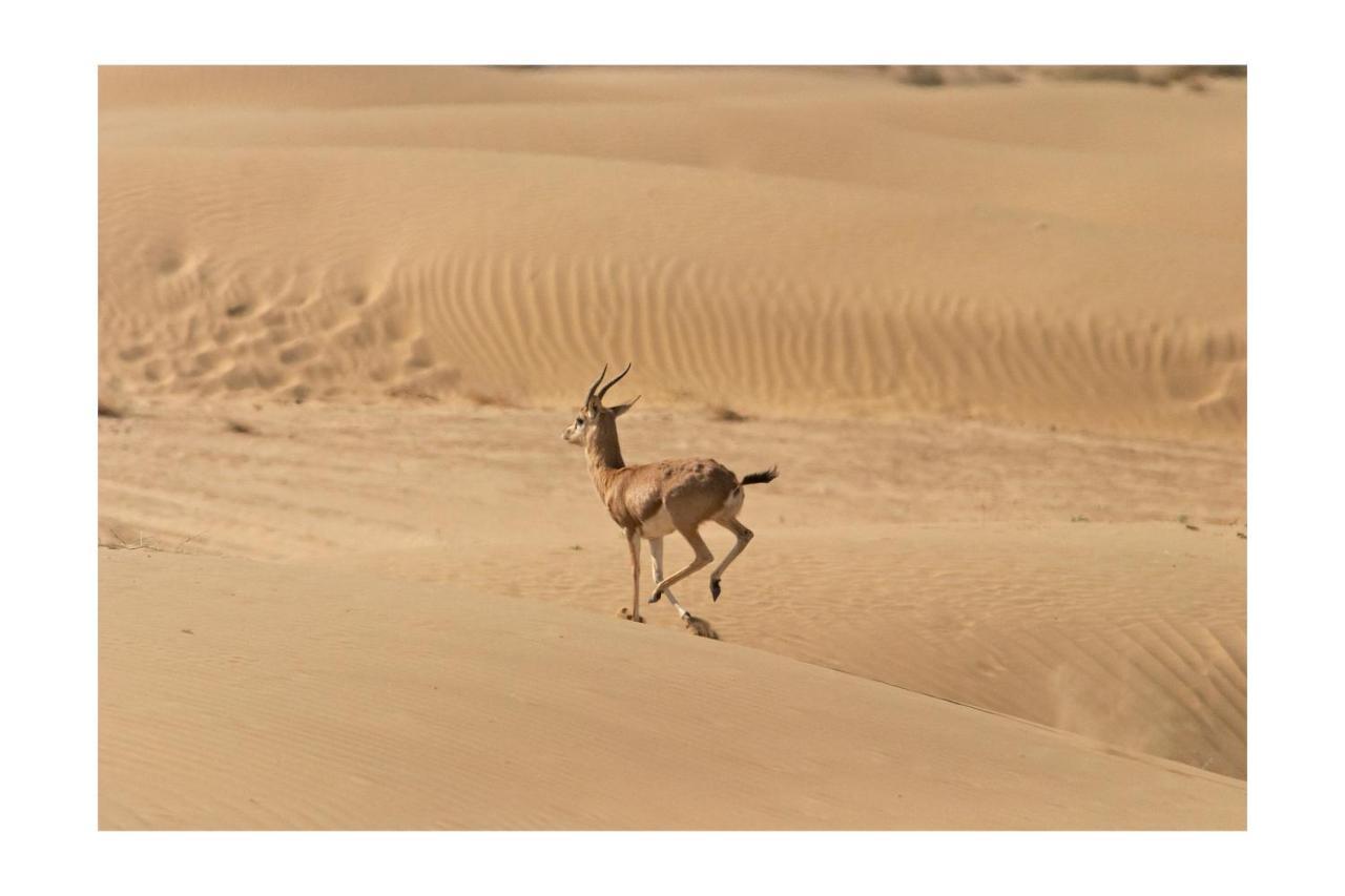 Manvar Resort & Desert Camp Dechu Bagian luar foto